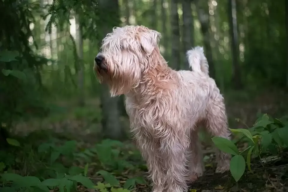 An adorable Soft-Coated Wheaten Terrier with a silky, wavy single coat.