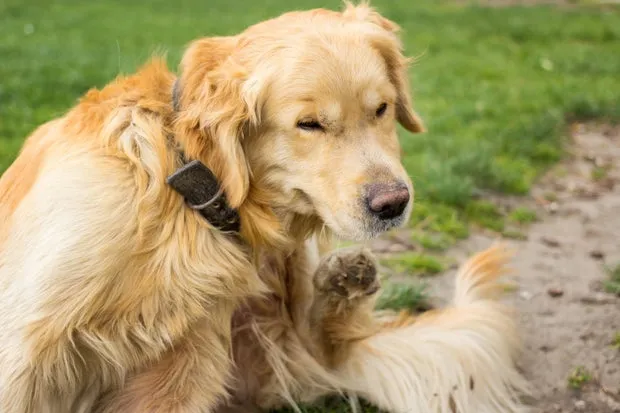 An adult golden retriever scratching
