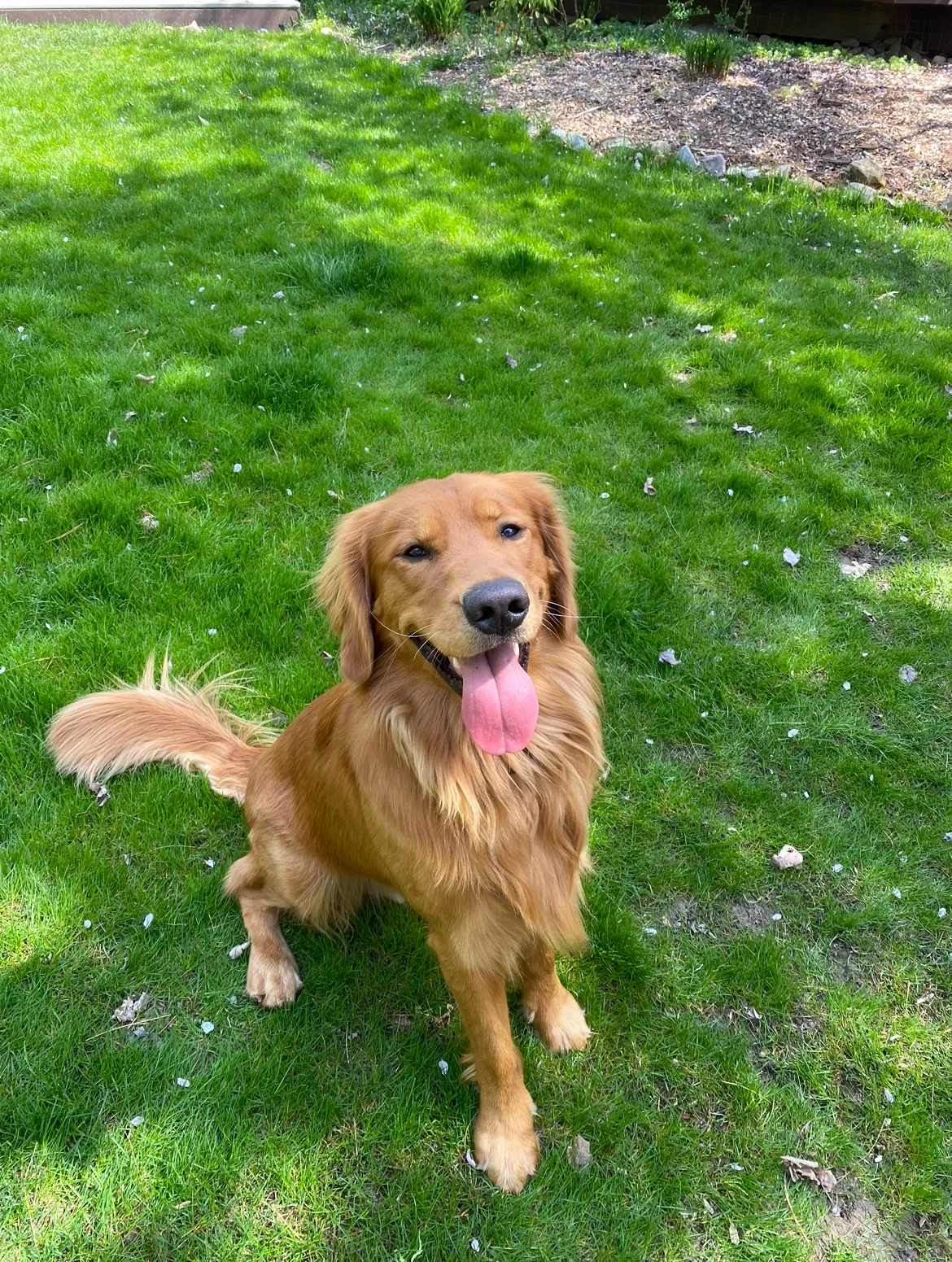 An adult red Golden Retriever named Theo, with rich, flowing fur, posing gracefully outdoors.