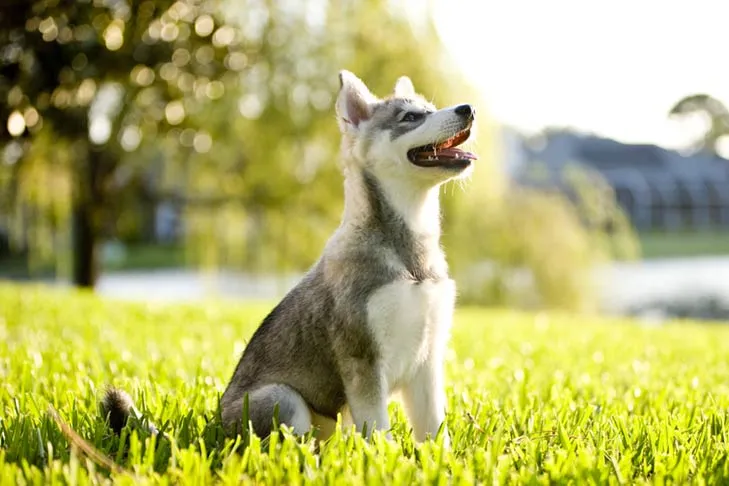 An Alaskan Klee Kai puppy sitting calmly on green grass.