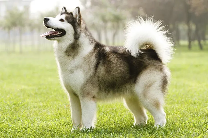 An Alaskan Malamute standing alertly in tall grass, a large breed dog susceptible to bloat