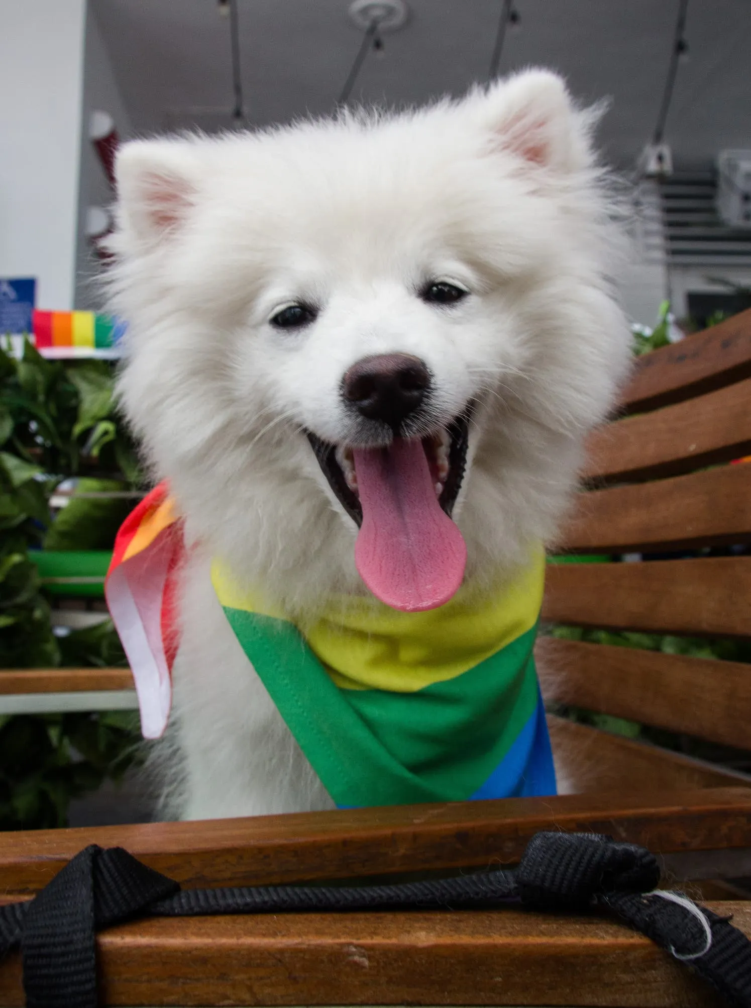 An alert American Eskimo Dog with thick white fur sitting outdoors, looking intently.