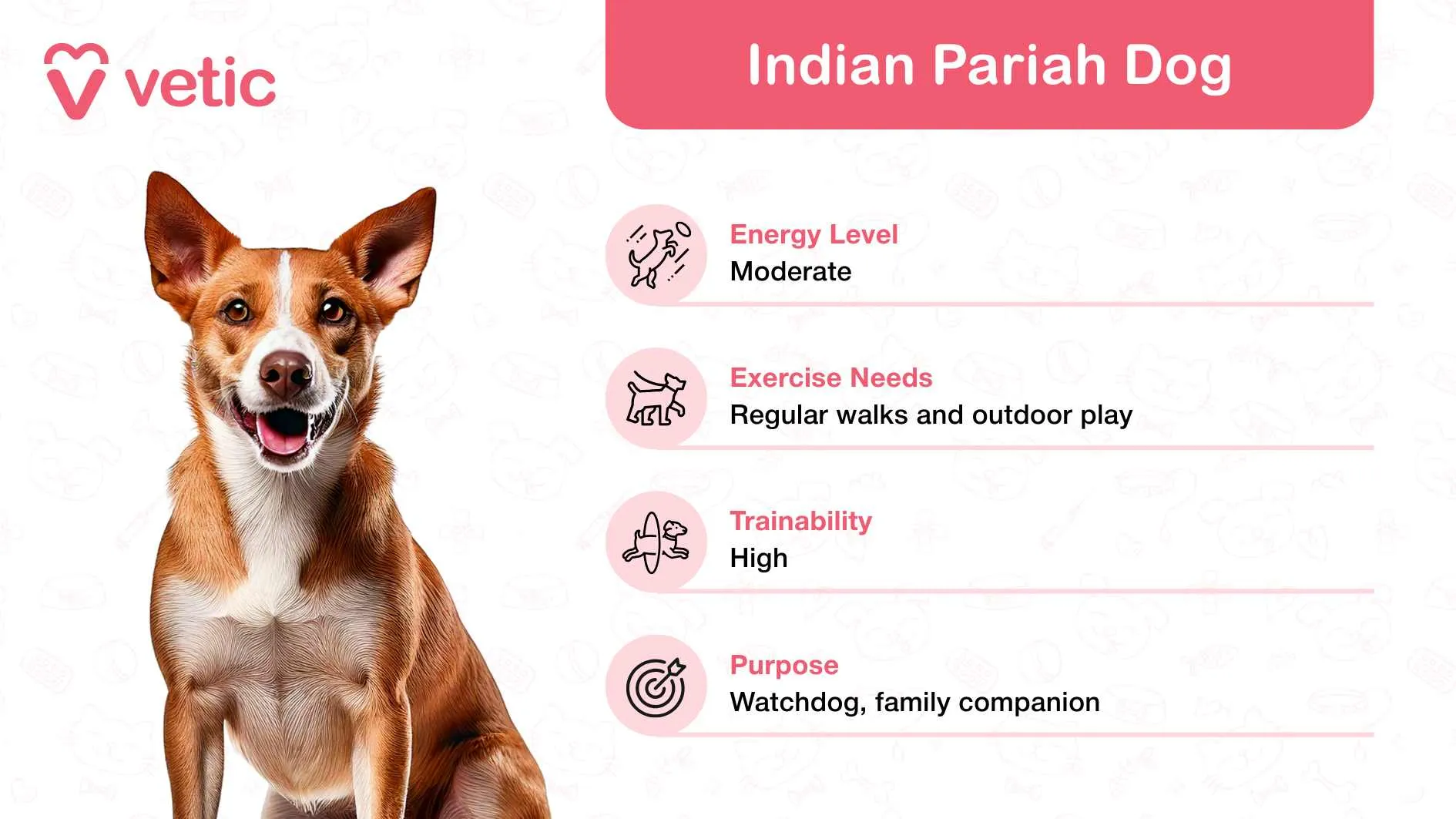 An alert and friendly Indian Pariah Dog, showcasing its loyal and adaptable nature, suitable for active family environments in India.