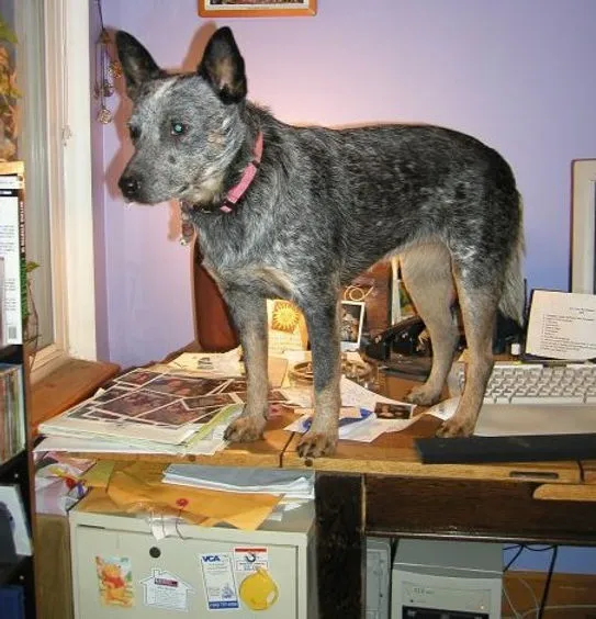 An alert Australian Cattle Dog with intense focus, suggesting its need for mental and physical engagement.
