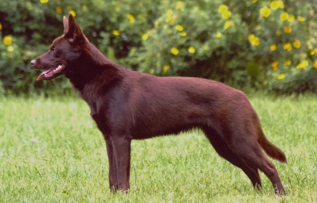 An alert Australian Kelpie with a short, smooth reddish-brown coat, showcasing its lean, athletic build.