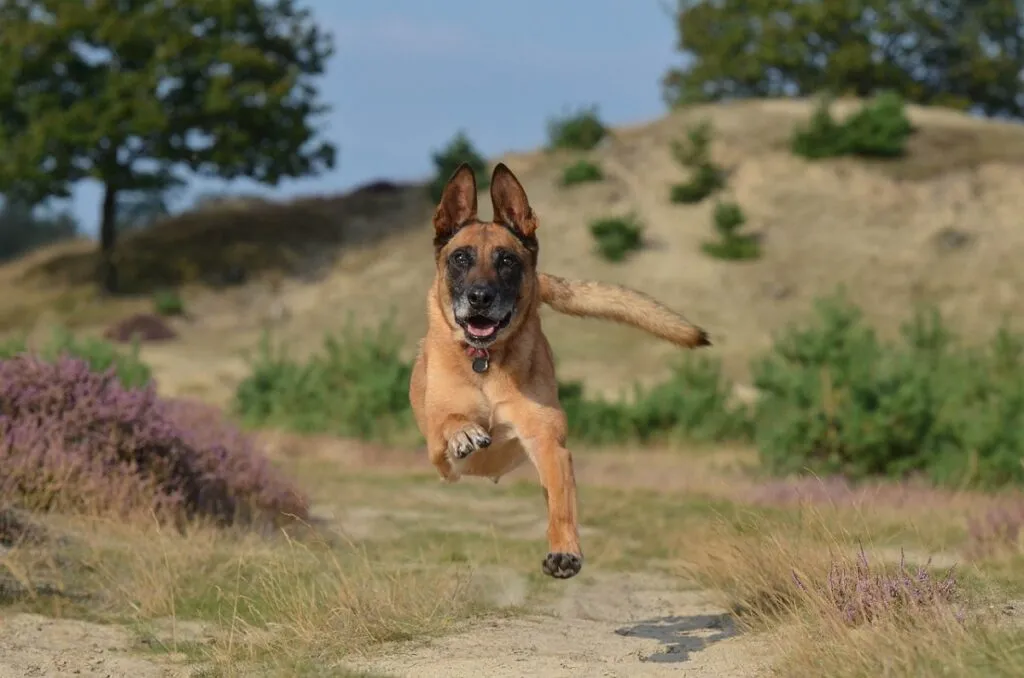 An alert Belgian Malinois, known for its intelligence and athleticism