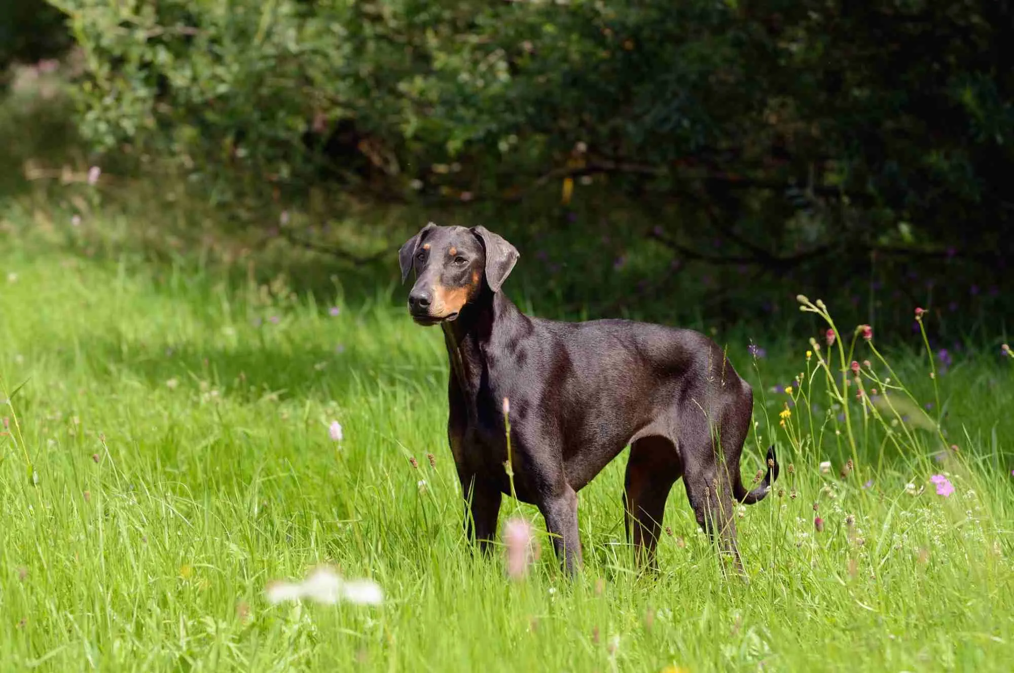 An alert Doberman Pinscher, a sleek and agile medium to large size family protection dog, standing with focused intensity.