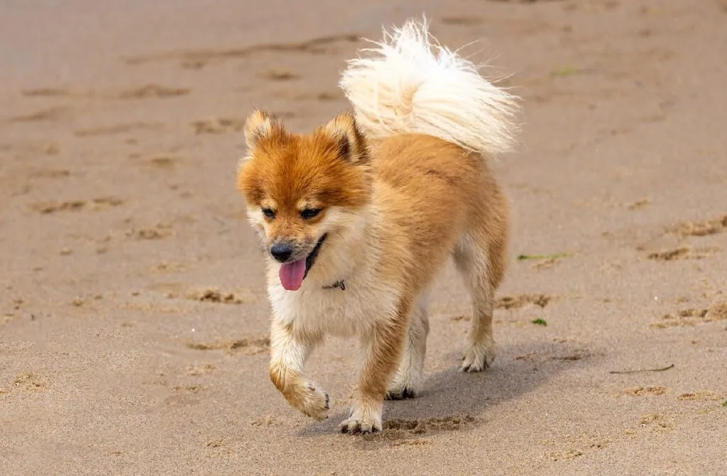An alert Icelandic Sheepdog puppy standing in a field