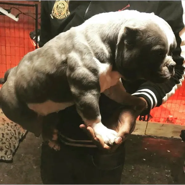 An American Bully demonstrating a robust and muscular physique, achieved through consistent use of Bully Max tablets.