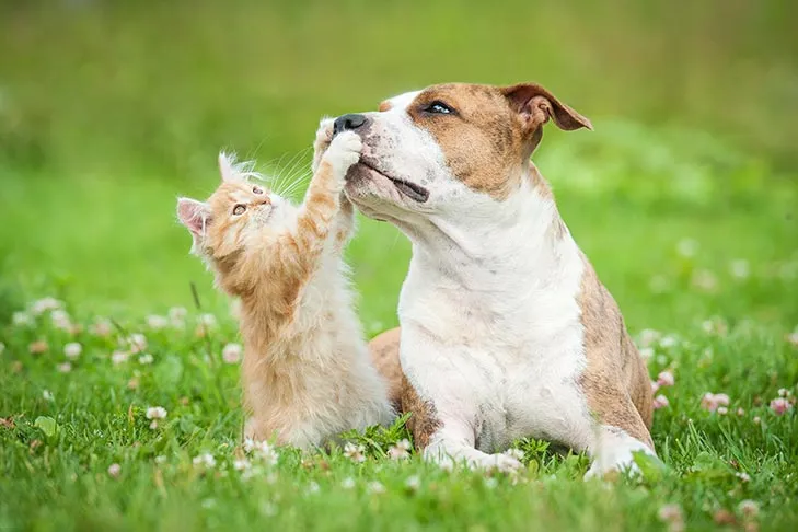 An American Staffordshire Terrier lying outdoors next to a playful kitten.