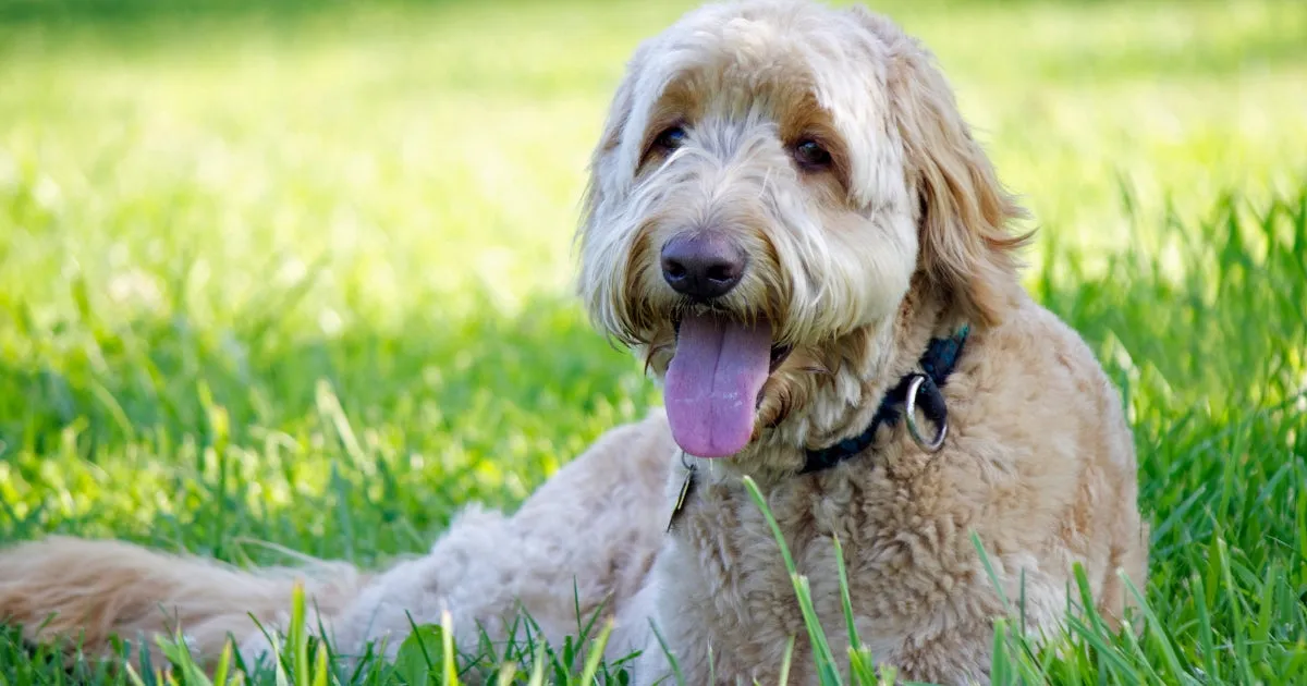 An apricot Groodle (Goldendoodle) with a teddy bear-like appearance, lying in green grass with its tongue out.