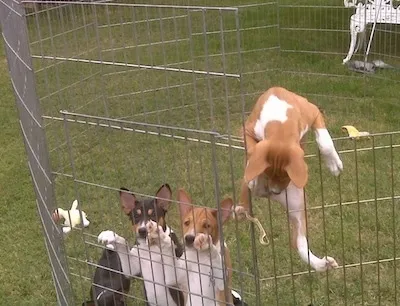 An eight-week-old tricolor Basenji puppy named EV attempting to climb out of a playpen, showcasing typical Basenji agility and escape artistry