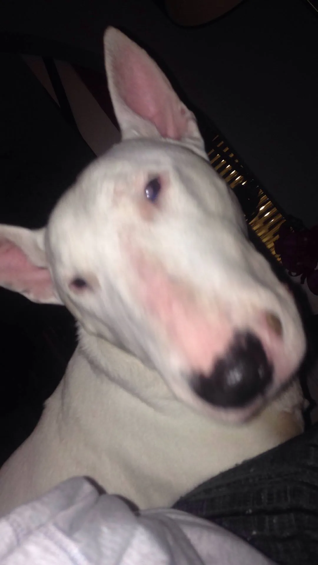 An elderly deaf Miniature Bull Terrier, Bobby, relaxing on a sofa, embodying the calm side of the breed for UK homes