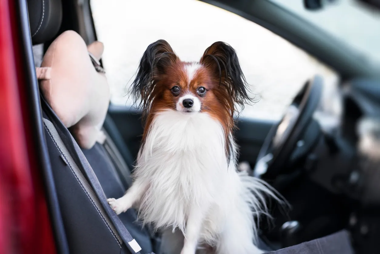 An elegant brown and white Papillon dog standing confidently in a car seat, displaying its butterfly-like ears.