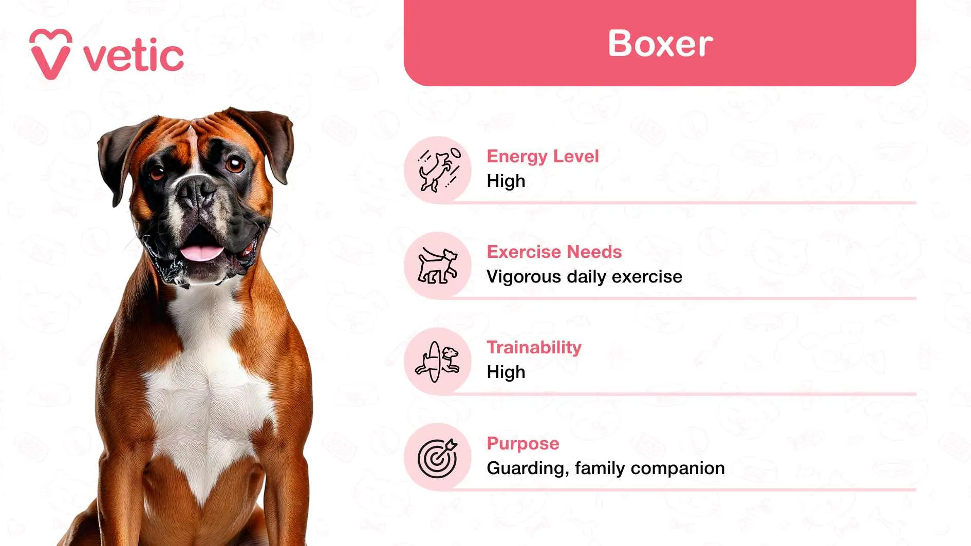 An energetic and loyal Boxer, a protective and playful breed that is a good fit for active families in India.