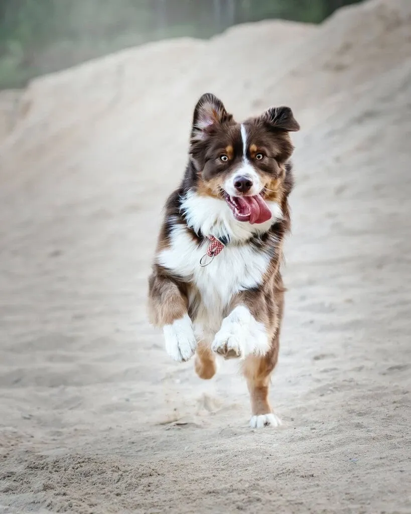 An energetic dog running happily on the sand, signifying good health and effective flea and tick prevention.