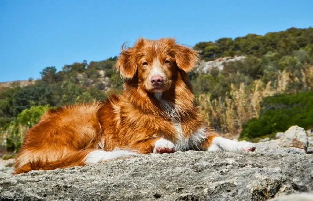 An energetic Nova Scotia Duck Tolling Retriever with a coppery red coat, looking ready for action in an outdoor setting.