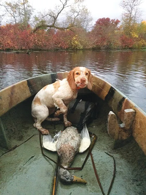 An English Cocker Spaniel in a hunting boat, showcasing its compact size.