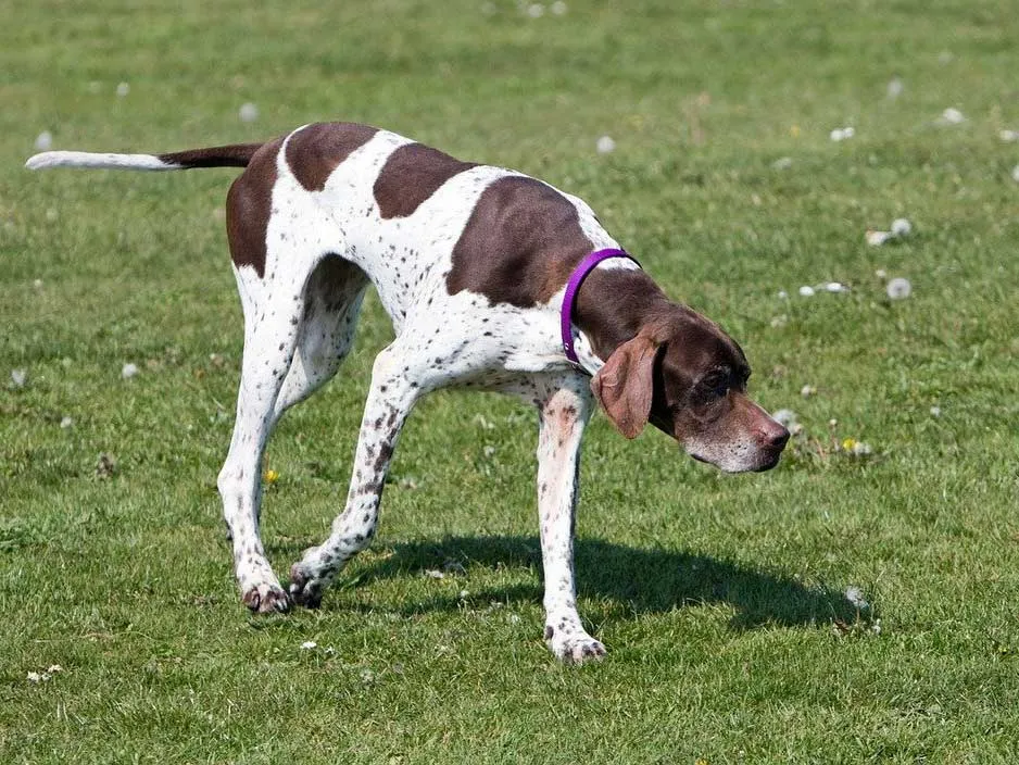 An English Pointer hunting dog intently focused in a field.