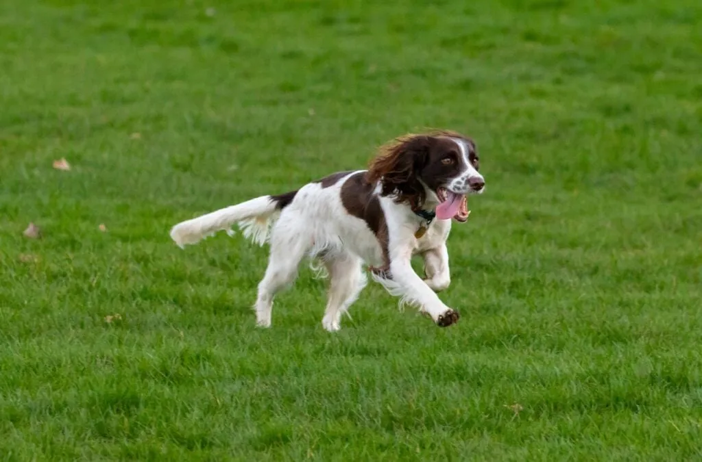 An English Springer Spaniel, one of the best hunting dog breeds, actively trains in a field.