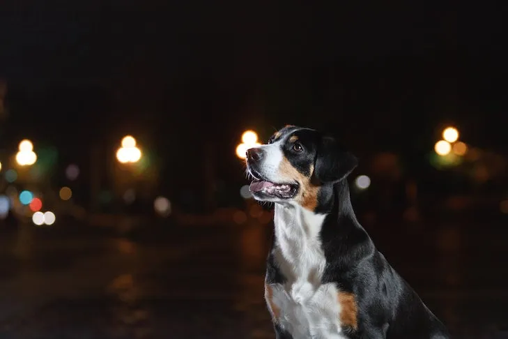 An Entlebucher Mountain Dog sits alertly at night in a city environment, observing its surroundings.