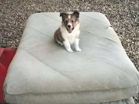 An extremely small Sheltie puppy, barely visible, sitting on a single pebble