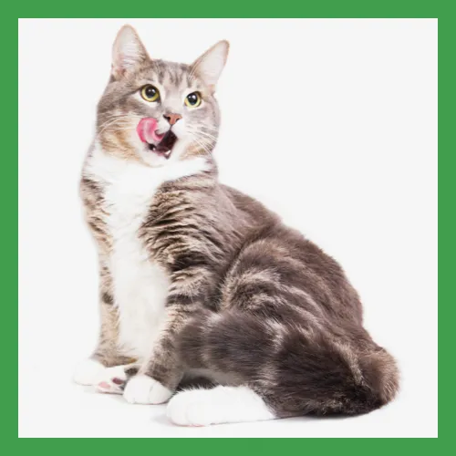 An illustration depicting a scale used for measuring pet weight, symbolizing weight management.