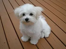 An image of a fluffy white Maltese puppy looking curiously at the camera