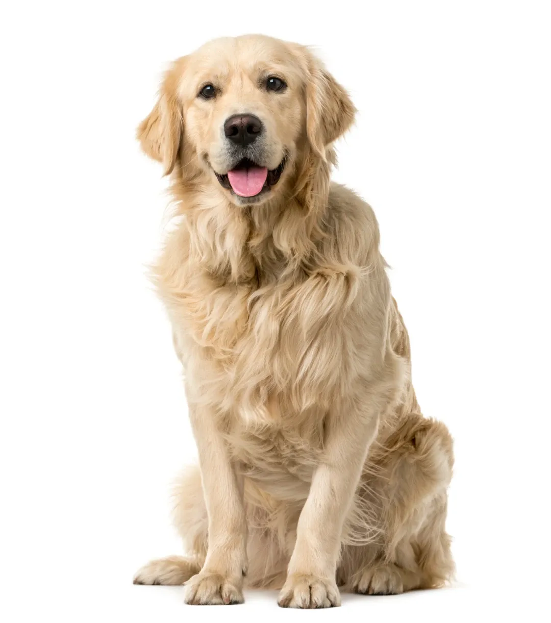 An image of a golden retriever