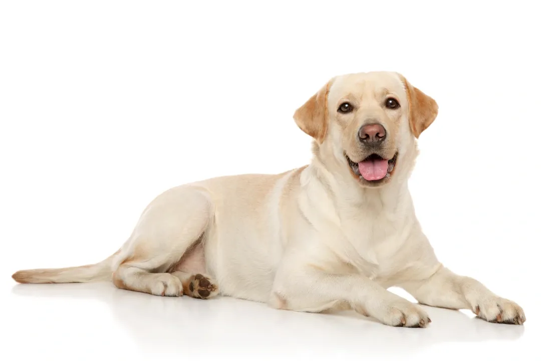 An image of a labrador retriever.