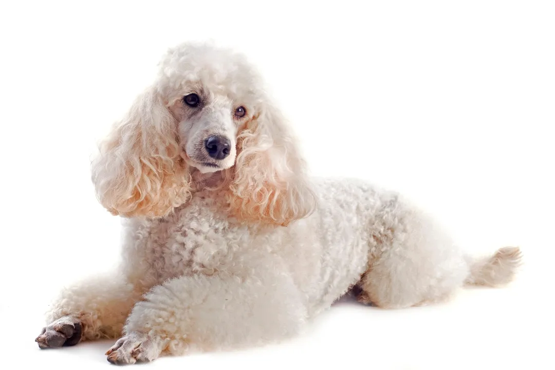 An image of a poodle