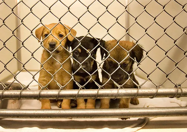 An image representing animal rescue