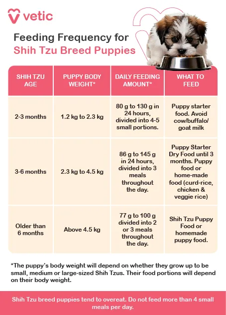 An informational chart detailing feeding frequency for Shih Tzu breed puppies, indicating different meal schedules for various age groups.
