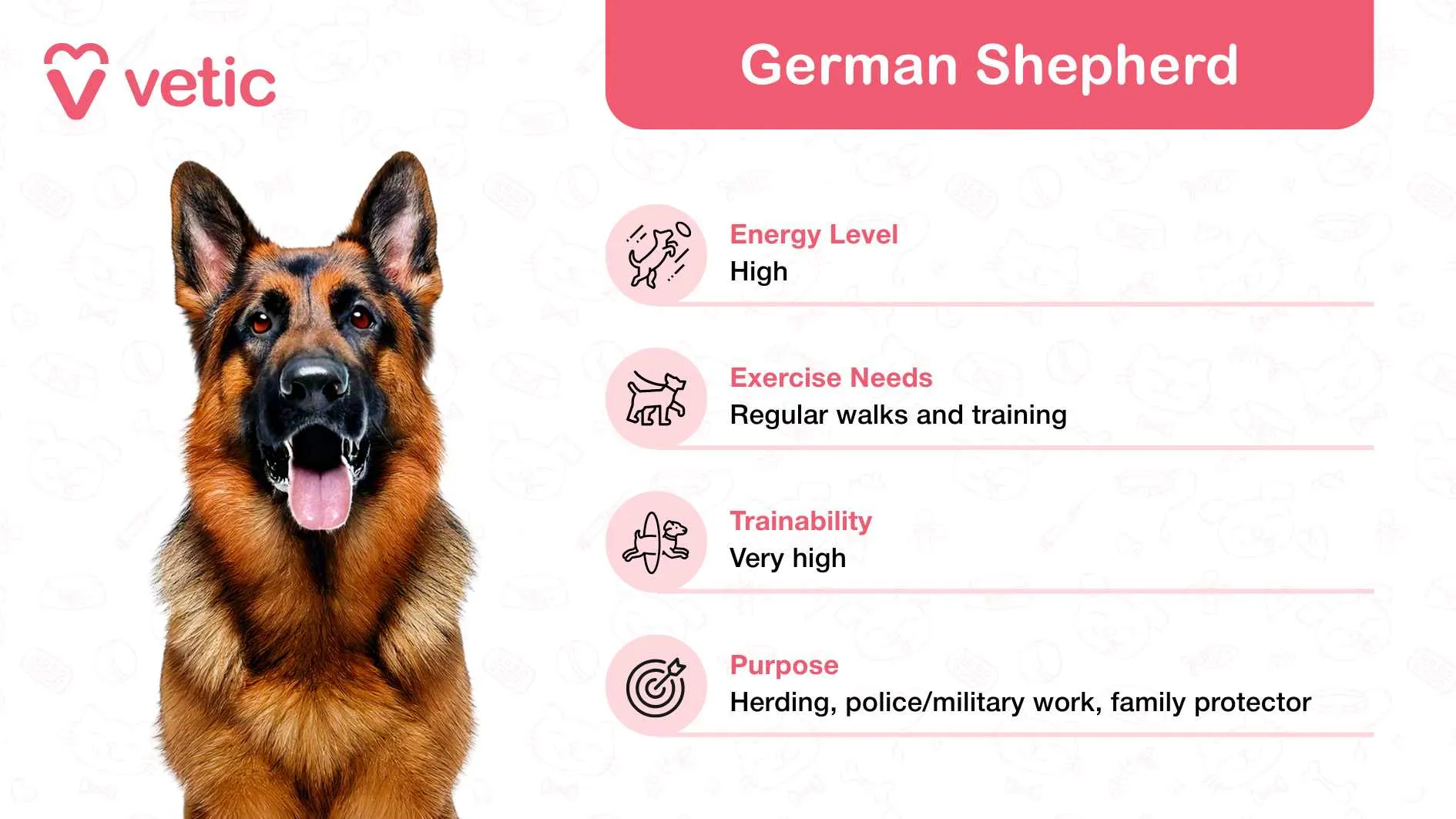 An intelligent, loyal, and protective German Shepherd, depicted with an attentive posture, making it a dependable choice for families in India.