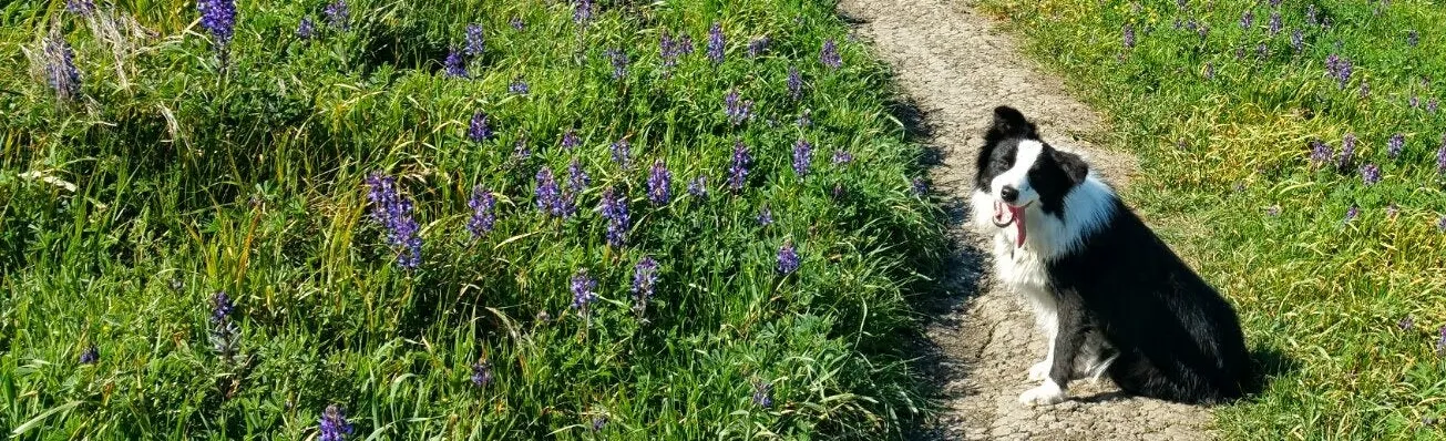 An interior view of a home with a dog looking through a glass pet door, highlighting environmental management.