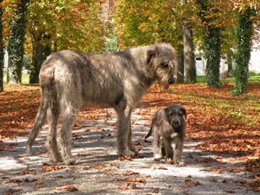An Irish Wolfhound puppy looking up with curiosity