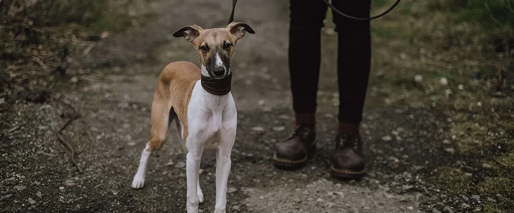 An Italian Greyhound standing on a trail, looking relaxed.