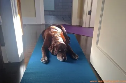 An older dog resting on a yoga mat, finding comfort and support