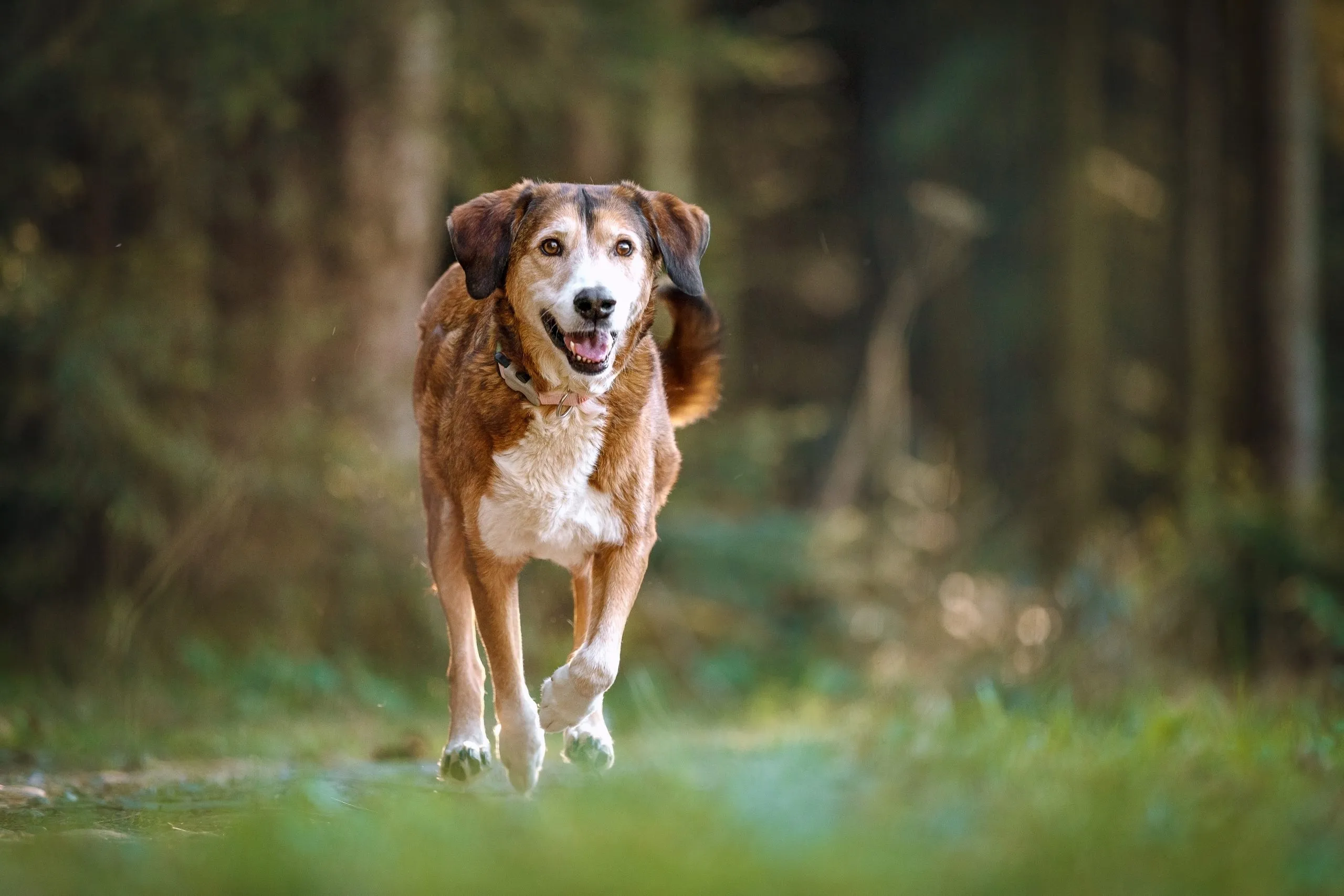 An older dog running happily in a grassy field