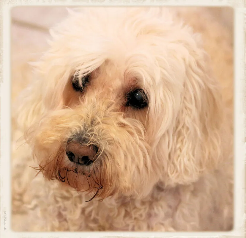 An older Labradoodle, Chloe (15 years), posing for a portrait, showcasing her graceful aging.