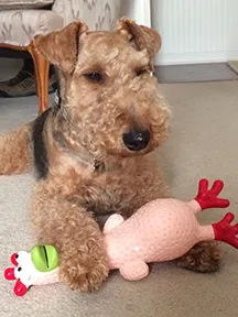 An owner holding a rubber chicken, highlighting the playful nature of terriers and engaging in interactive play.