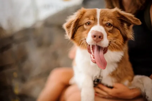 An owner holding an Australian Shepherd, a breed predisposed to focal seizures