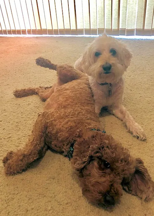 Anabelle, a Labradoodle, celebrating her 12th birthday with Gidget.