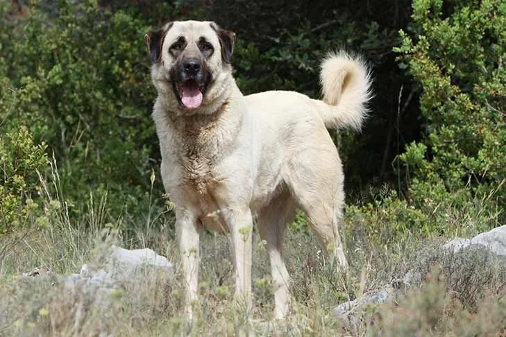 Anatolian Shepherd Dog standing alert in a rocky, wooded landscape, highlighting its livestock guardian instincts.