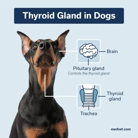 Anatomy diagram of a dog's thyroid gland located in the neck