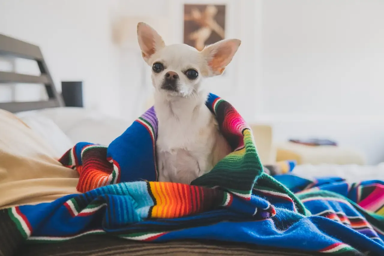 Ancient depiction of a Chihuahua, representing its Mexican history and origins