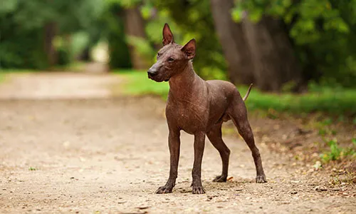 Ancient Xoloitzcuintli dog of the gods