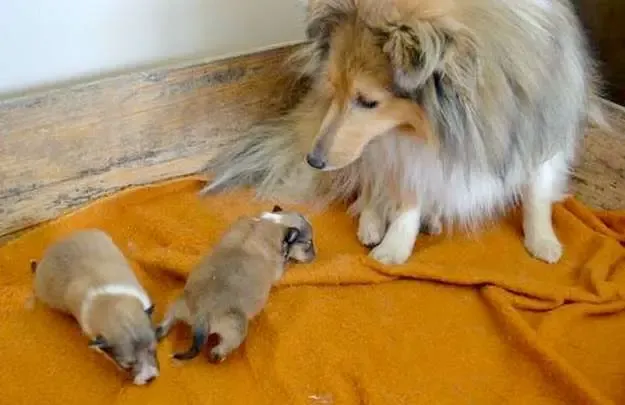 Angelica, a proud Sheltie mom, watching over her male Sheltie puppies, Kona and Maui