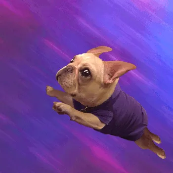 Animated GIF of a cool cartoon bulldog with sunglasses, symbolizing the beloved canine character in Connie Willis's novel.