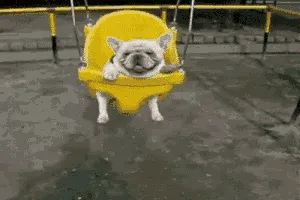 Animated GIF of a happy bulldog wiggling, representing the character Cyril from To Say Nothing of the Dog.